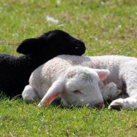 Biała i czarna owieczka
