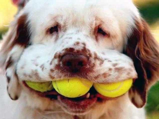 Chcesz grać w tenisa? Przyniosłem piłki!