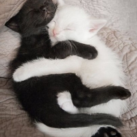 Czarny kot, biały kot