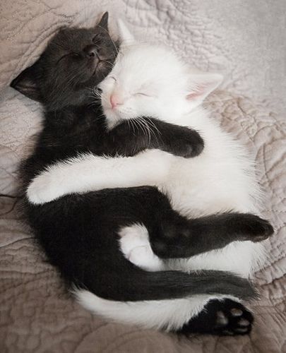 Czarny kot, biały kot