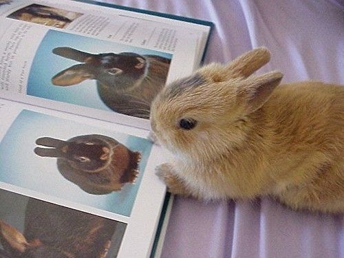 Czytający króliczek