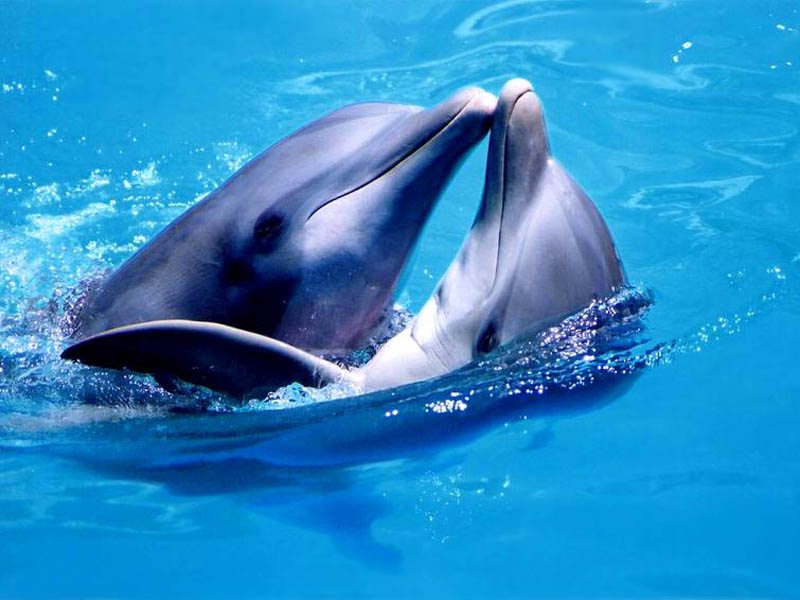 delfinia miłość
