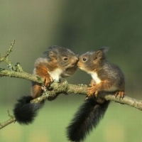 Jesteś moją ulubioną wiewiórką!