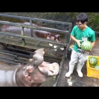 Karmienie Hipopotamów Arbuzami