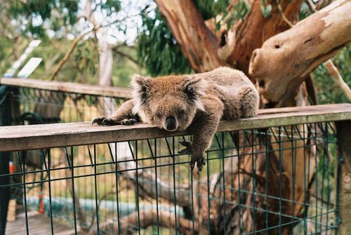 Koala na klatce
