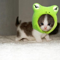 Kociak w czapeczce