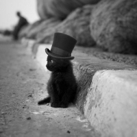 Kociak w kapelusiku