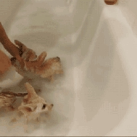 Liski w kąpieli