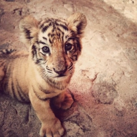 Mały tygrysik