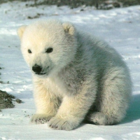 Niedźwiadek polarny