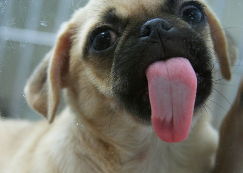 Popatrz na mój język!