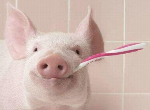 świnio umyj zęby!