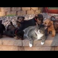 Szczeniaczki atakują kota!