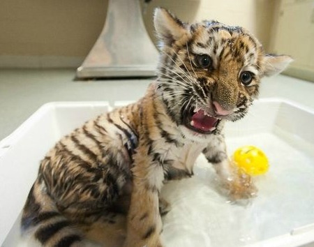 Tygrysek w kąpieli