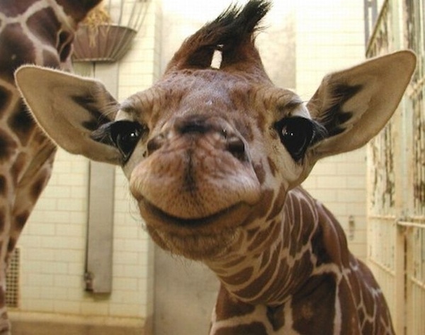 Miejsce 15: Uśmiechająca żyrafa