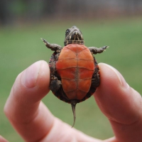 Żółwik od spodu